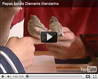 Video repas bébés mandarins diamants