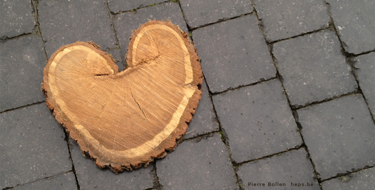 Saint Valentin ... si m�me les arbres s'y mettent ...