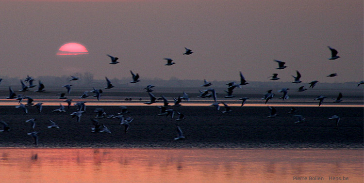 Baie de Somme (France)