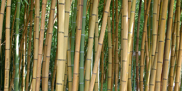 La Bambouseraie (Anduze - France)