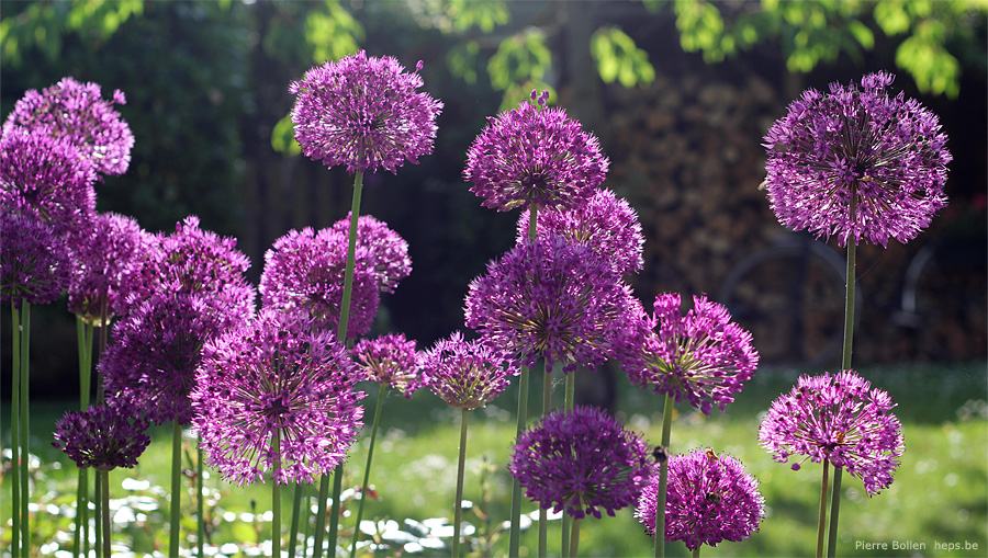 Allium