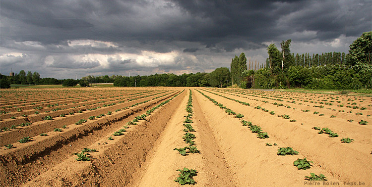 Enfin la pluie, on peut entendre les plants de pommes-de-terre g�mir de bonheur ... ;o)