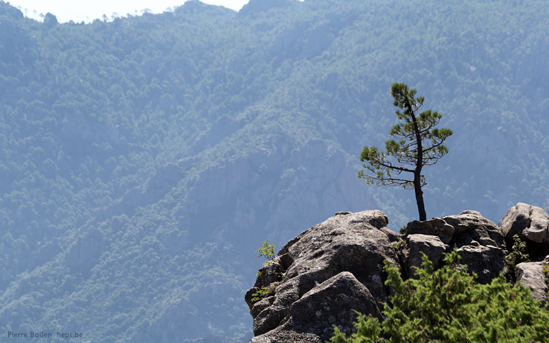 Alta Rocca, col de Bavella - Corse