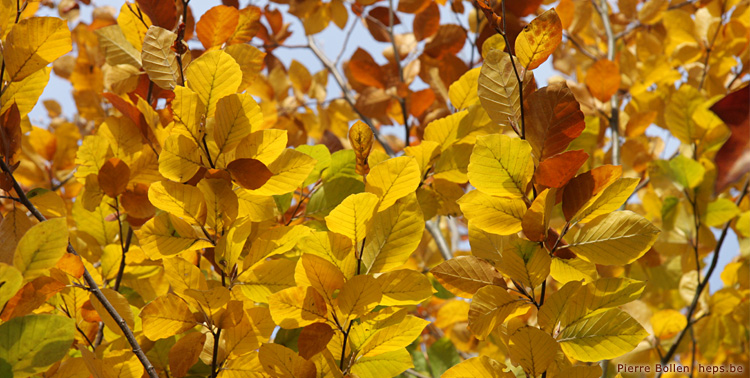 Couleurs d'automne - h�tre