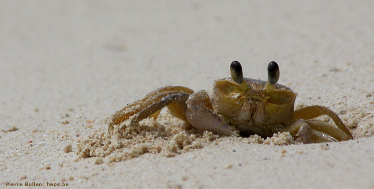 Tu as de beaux yeux tu sais ...