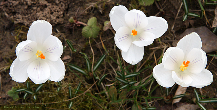 �a sent le printemps  :o)