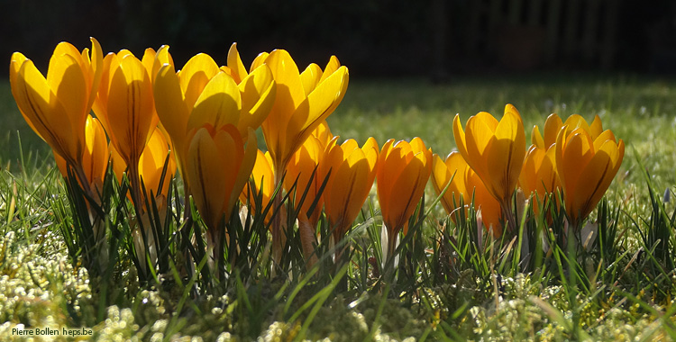 Le printemps serait-il d�j� l� ... ?