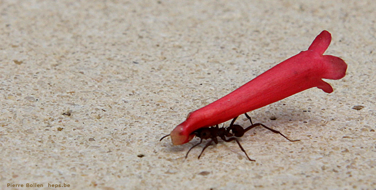 Il doit s�rement se faire pardonner quelque chose pour ramener un si gros bouquet ... ;o)