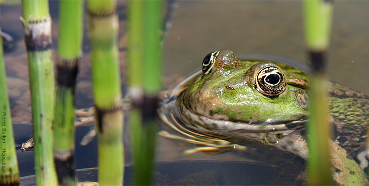  A peine notre �tang termin�, les premiers locataires ont fait leur apparition ...