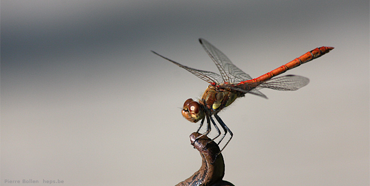 D�cid�ment j'aime bien les libellules ...