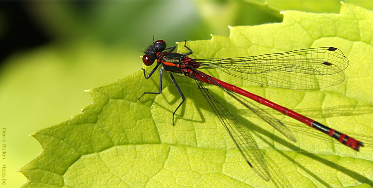A peine notre �tang termin�, les premiers locataires ont fait leur apparition ...