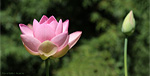 Lotus sacr - Lotus des Indes
