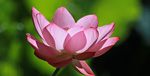 Lotus sacré - Bambouseraie Anduze