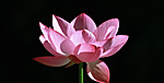 Lotus sacré, Bambouseraie Anduze