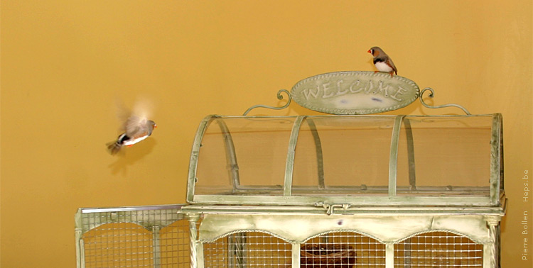 Scratch et Louli, nos mandarins d�couvrent leur nouveau palais - <a href=http://www.heps.be/scratch-et-louli/index.php>Le site de Scratch et Loui</a>