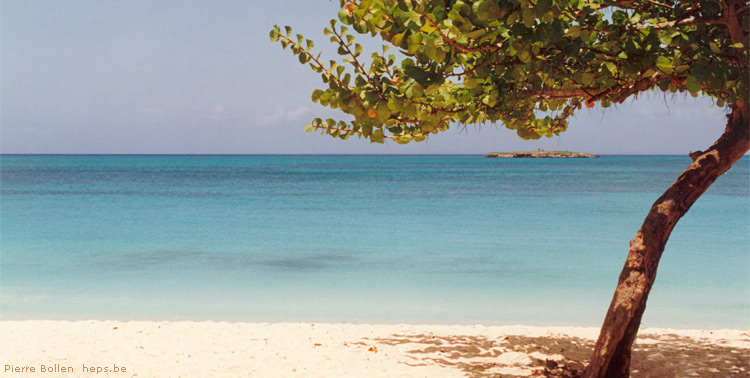 Un peu de douceur dans cette m�t�o de brut ... (Marie-Galante, Guadeloupe)