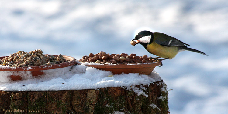 Accro aux noisettes, comme moi ;o)