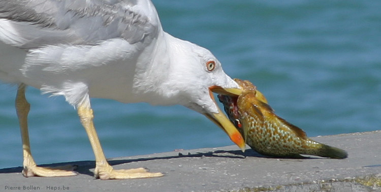 Bon ap�tit ! (Lac de Garde - Italie)
