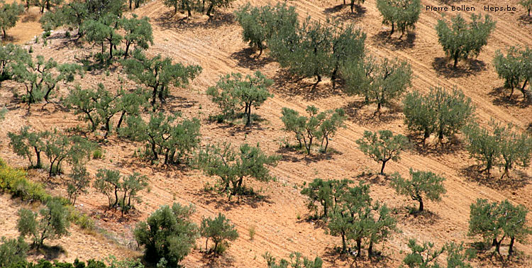 Olivier (Les Baux de Provence - France)
