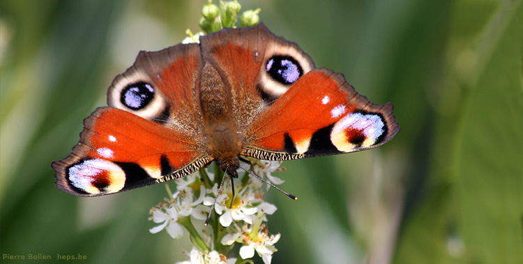 Derni�res fleurs, derniers beaux jours ... faut en profiter !