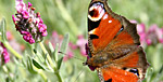 Papillon - lavande (Beez - Belgique)