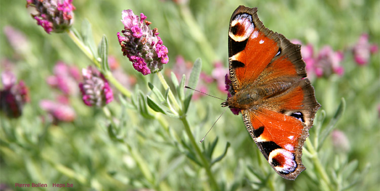 Papillon - lavande (Beez - Belgique)