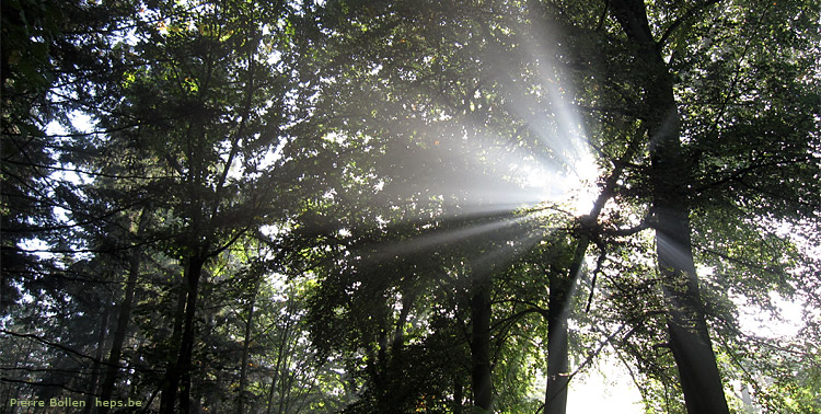 Promenons-nous dans les bois ... temps que le soleil est l� ... ;o)