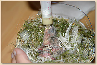 bébés mandarins 15 jours repas