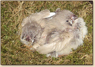 bébés mandarins 20 jours