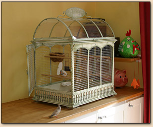 mandarins cage