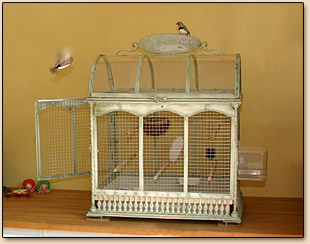 mandarins cage
