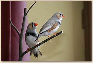 mandarins 3 mois