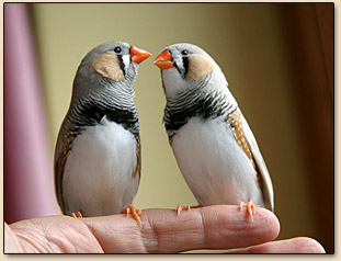 mandarins 3 mois