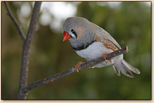 mandarins perchoir