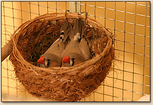 mandarins 5 mois nid